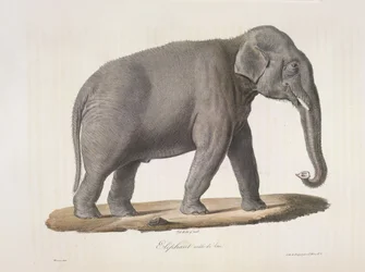 Elefante maschio asiatico, da 