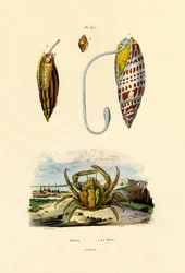 Granchio smeraldo