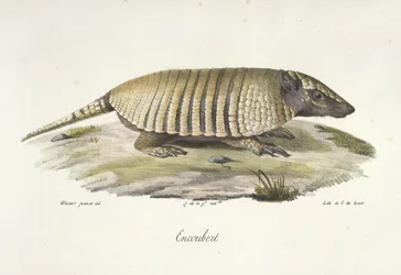 Encoubert, Armadillo, da 