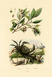 Cleride rosso europeo