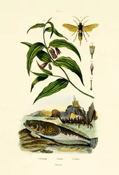 Stella marina europea