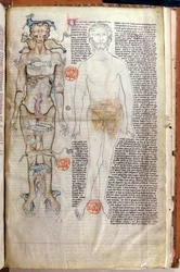 La relazione tra il corpo umano e i segni dello zodiaco, da un trattato medico di Abul Qasim Khalaf ibn al-Abbas al-Zahrawi (Abulcasis) (936-1013) tradotto da Gerard de Cremone