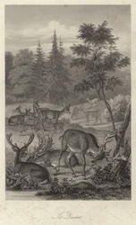 Daino