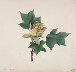 Fiore di un albero di tulipano