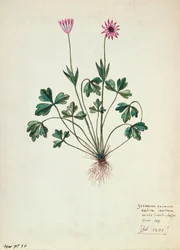 Fol.1275 Geranio