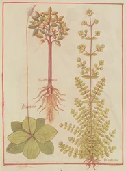 Fr 12322 f.180v Piantaggine, maggiorana e mandragora, dal Livre des Simples Medecines, c.1520-30