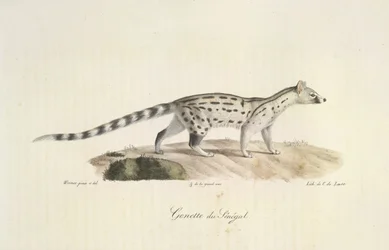 Genetta del Senegal, da Histoire Naturelle des Mammifères (litografia a colori)