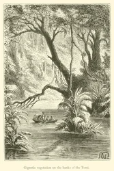 Vegetazione gigantesca sulle rive del Temi