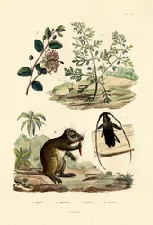 Erba Caprina