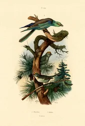 Regoli