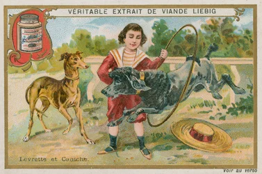 Levriero e Barboncino