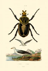 Gabbiano