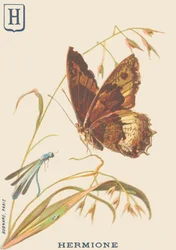 Ermione (Hipparchia hermione o Piccolo silvano)