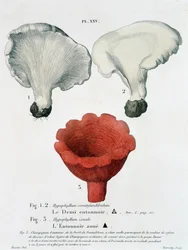 Mezzo imbuto e imbuto zonato in "Trattato dei funghi" di Jean Jacques Paulet, fine XVIII secolo