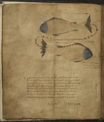 Illustrazione della Costellazione dei Pesci, da 