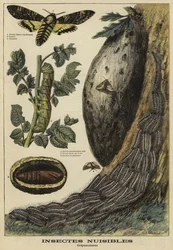 Insetti dannosi: Sfinge Testa di Morto