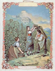 Vendemmia, da un calendario