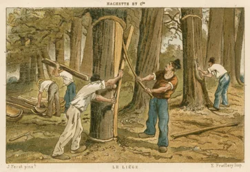 Raccolta del sughero