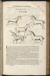 Histoire générale des Drogues, trattando delle piante, degli animali e dei minerali... di Pierre Pomet