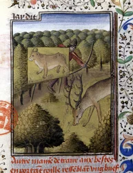 Caccia al cervo con un richiamo - nel "Libro di Caccia di Gaston Phoebus, Conte di Foix, Signore di Béarn"