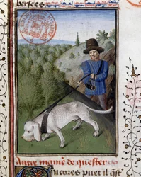 Cane da caccia tenuto al guinzaglio - in 