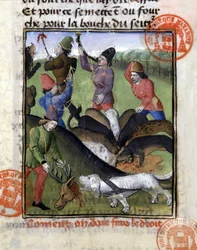 Scena di caccia: la parte del cervo per il branco di cani - in “Il Libro di caccia di Gaston Phoebus, Conte di Foix, Signore di Béarn”