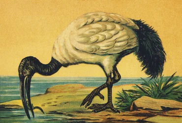 I come Ibis