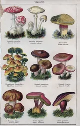 Illustrazione per "Mon docteur - traite de medecine et d