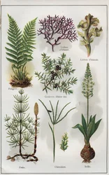 Illustrazione per "Mon docteur - traite de medecine et d