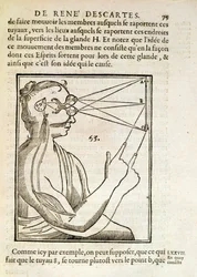 Illustrazione da De Homine Figuris di René Descartes (1596-1650) pubblicata a L