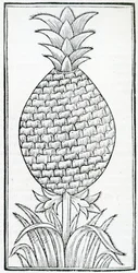 Illustrazione da 