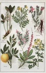 Illustrazione da "MON DOCTEUR - Traite de MEDECINE et d