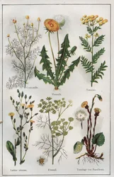 Illustrazione da "Mon docteur - Traite de Medecine et d