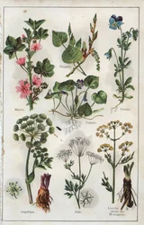 Illustrazione da "Mon docteur - Traite de Medecine et d