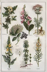 Illustrazione da "Mon docteur - Traite de Medecine et d