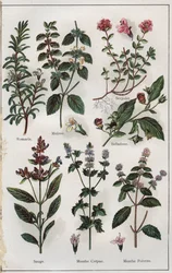Illustrazione da "Mon docteur, traite de medecine et d