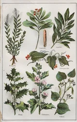 Illustrazione da "mon docteur - traite de medecine et d