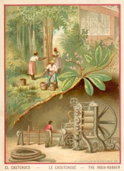 Gomma indiana