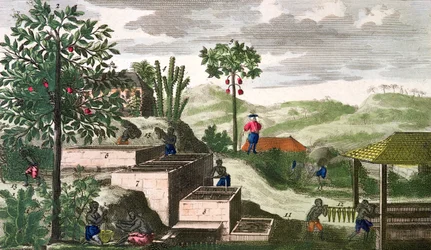 Pianta dell