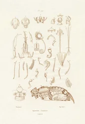 Insetti