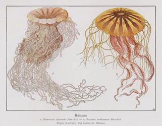 Medusa (litografia a colori)