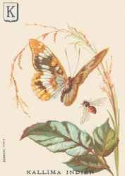 Kallima indiana (Cethosia biblis)