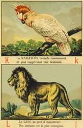 K come cacatua e L come leone