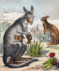 Canguro