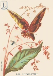 Ligustri (Sphinx ligustri o Sfinge del ligustro)