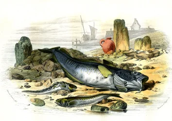 La Blennie Ovipare (Blennius viviparus), in basso la trachine vive e il gad cod - Tavola estratta da Histoire Naturelle di Bernard Germain de Lacepede (1856-1925), edizione P.Furme, Parigi