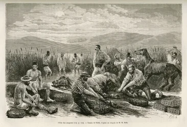La pesca delle sanguisughe, disegno di Sahib, per illustrare il racconto di Henri Belle: Viaggio in Grecia