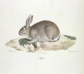 Lapin, Coniglio, da Histoire Naturelle des Mammifères (litografia a colori)