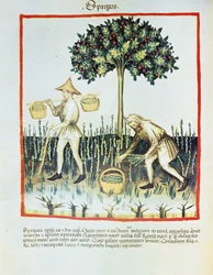Lat. 9333 folio 23v "Spargus" (Raccoglitori di asparagi) da Tacuinum sanitatis, di Ibn Butlân (pergamena)