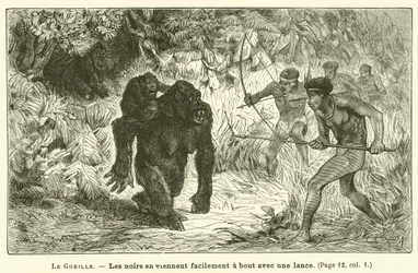 Il Gorilla